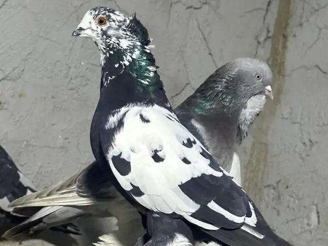 Голубь, Хуҷанд