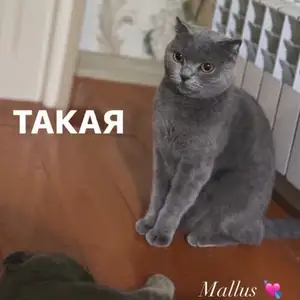 Кошка на вязку, Душанбе