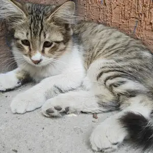 Кошка, Душанбе