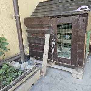 Кафтар, Душанбе