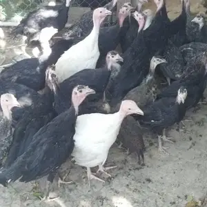 Чучаи индюк, Душанбе
