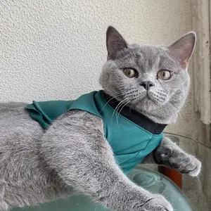 Кошка, Худжанд