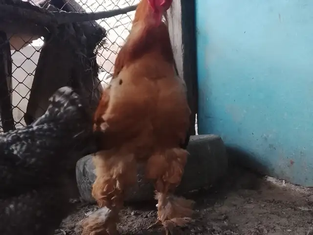 Хуруси брама, Хуҷанд