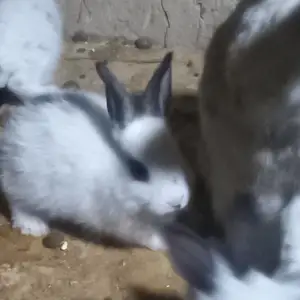 Харгушчаҳо, Пенджикент