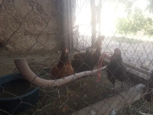 Мург, Ҳисор