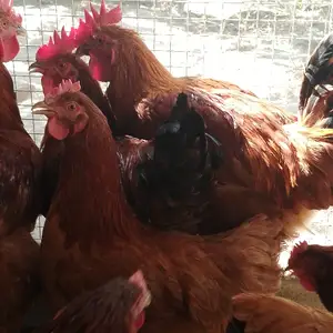 Хурусхои ломан, Худжанд