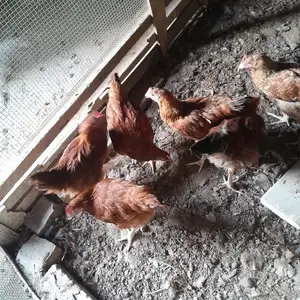 Чучаи ломан, Худжанд
