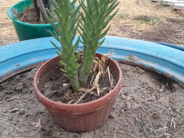 Кактус, Худжанд