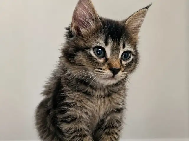 Котенок, Душанбе