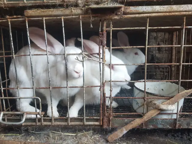 Кролики, Худжанд