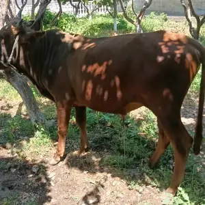 Бука, Ашт