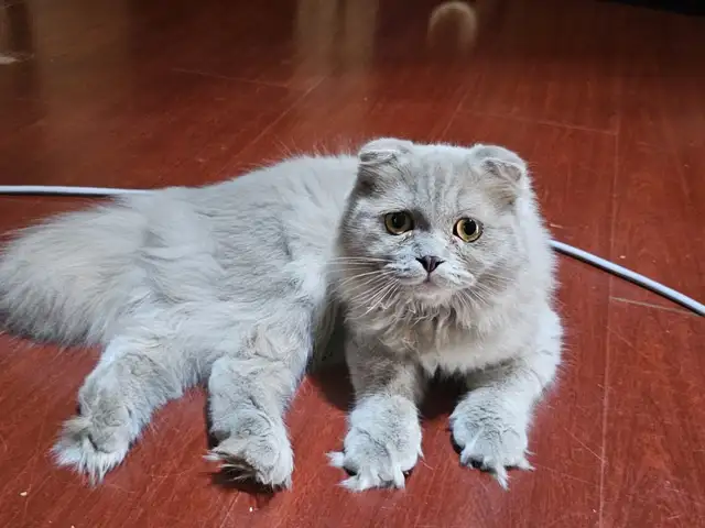 Шотландский длинношерстый вислоухий котик, Душанбе