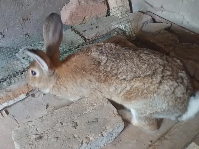 Кролик, Панҷакент
