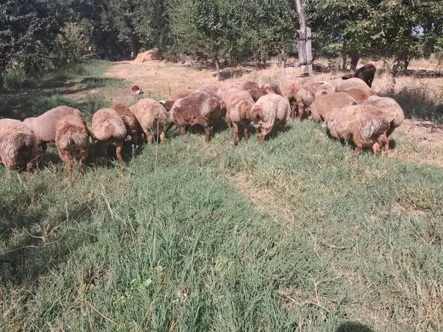 Гусфанд, Хуҷанд