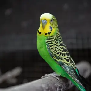 Попугай, Душанбе