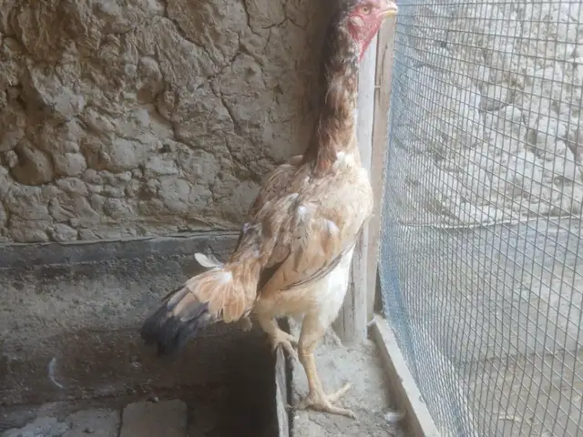 Даканг мокиён, Конибодом