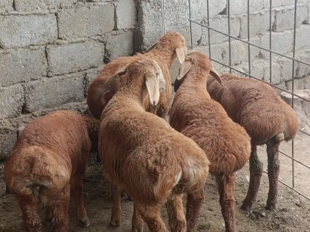 Барра, Душанбе