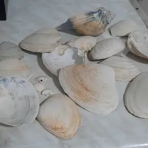 Ракушки для аквариума, Душанбе