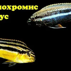 Меланохромис Ауратус, Душанбе