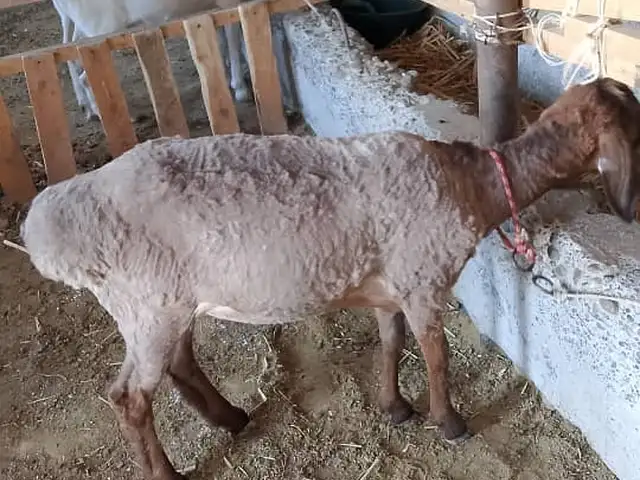 Кучкор бара, Спитамен