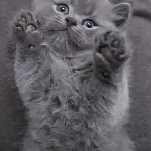 Шотландские котята, Душанбе