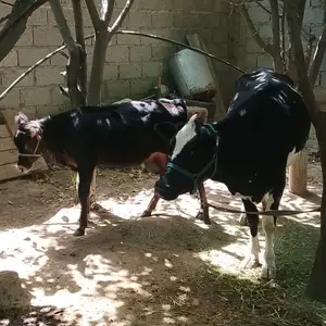 Гов бо гусолааш, Ваҳдат