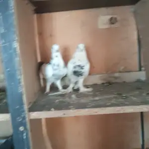 Кафтар, Душанбе