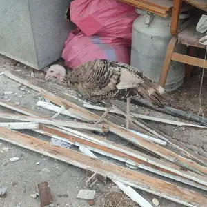Индюк, Худжанд