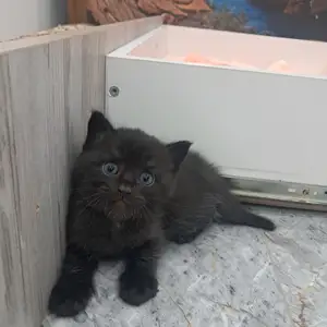 Котёнок даром, Душанбе