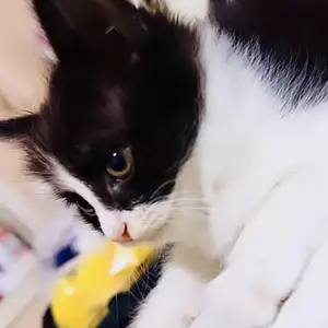Шотландские вислоухие котята, Душанбе
