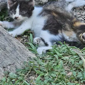 Кошечки бесплатно, Худжанд