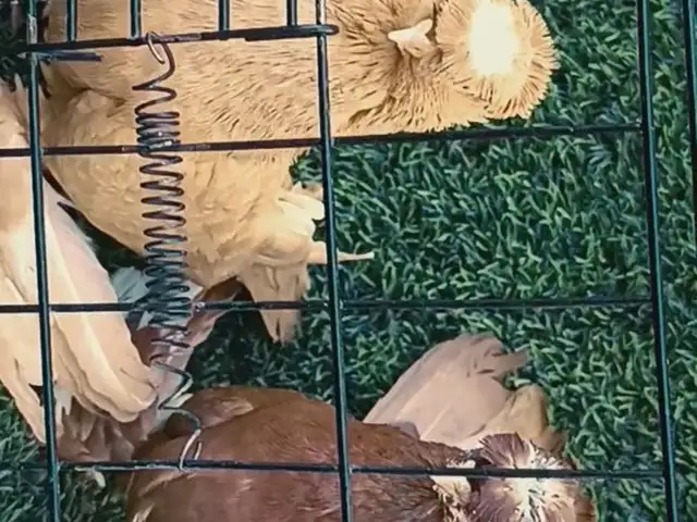 Голубь, Ёвон