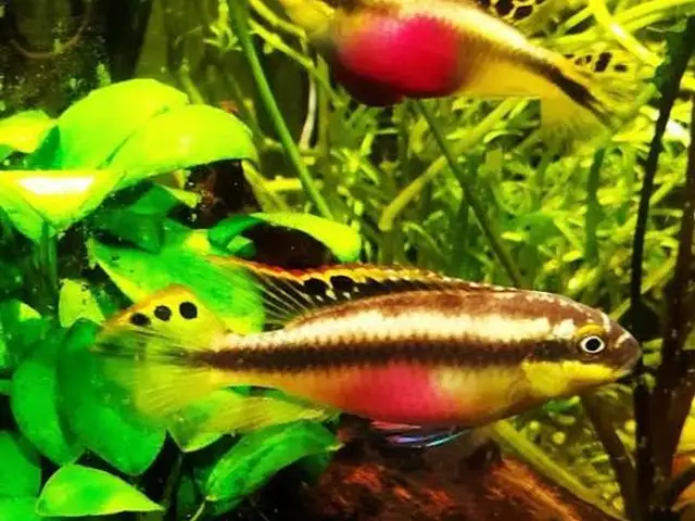 Рыбки Pelvicachromis pulcher, Душанбе