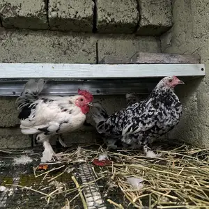 Декоративные куры, Душанбе