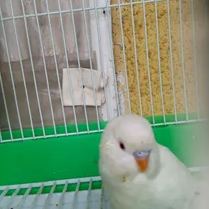 Попугай, Душанбе