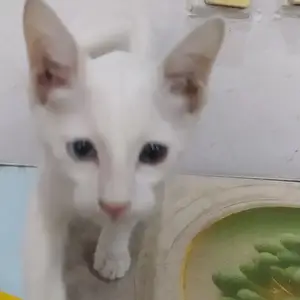 Котик, Бустон (Чкаловск)