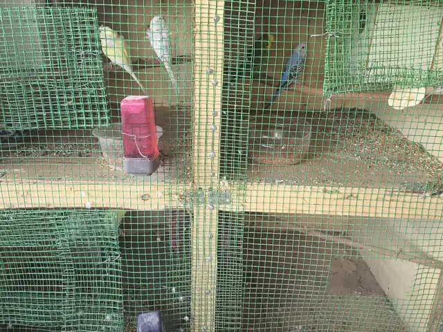 Попугай бабочка, Душанбе