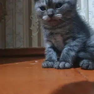 Котята, Душанбе