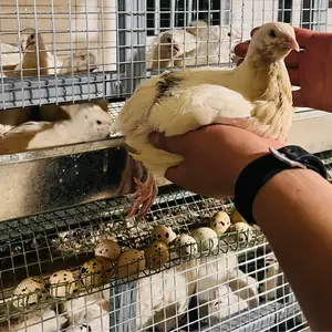 Тухми бедонаи гигант, Душанбе