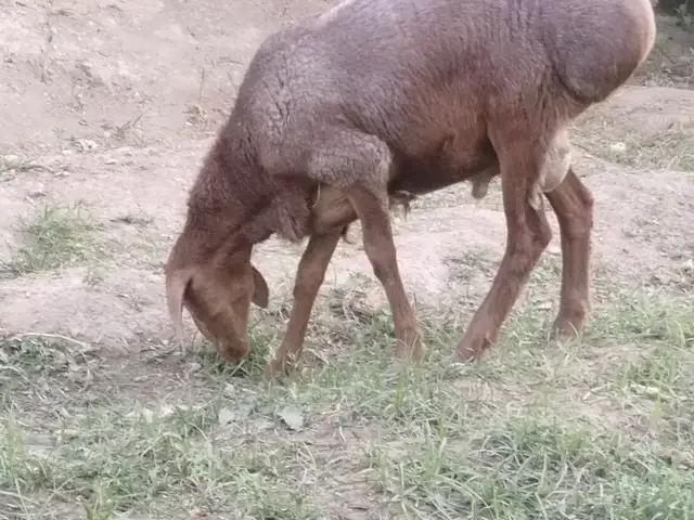 Гусфанд, Конибодом