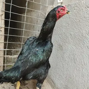 Дакан, Вахдат
