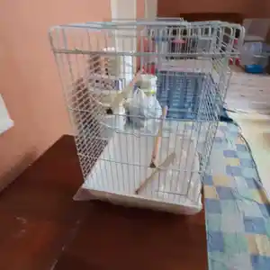 Клетка, Хуҷанд