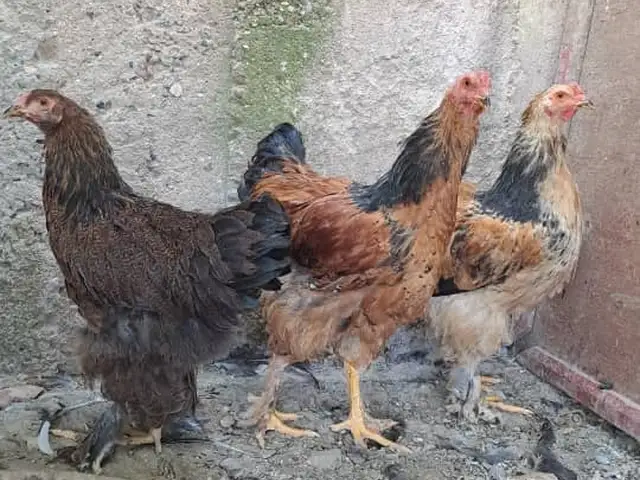 Чучаи брама, Гиссар