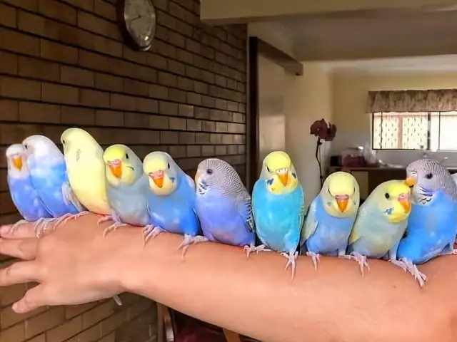 Попугай, Душанбе