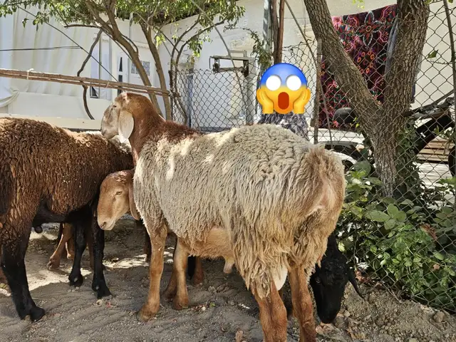 Кушкор, Хуҷанд