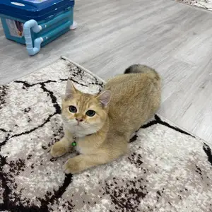 Кот шотландский золотая шиншилла, Худжанд
