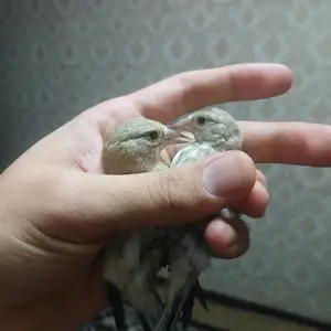 Саба, Душанбе