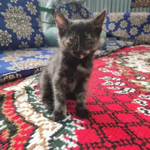 Кошка, Душанбе