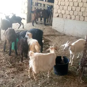 Бузчахо, Канибадам