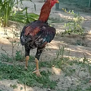 Чуча, Канибадам